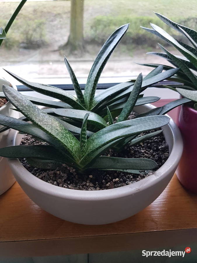 Gasteria sukulent roślina doniczkowa Trzebinia sprzedam