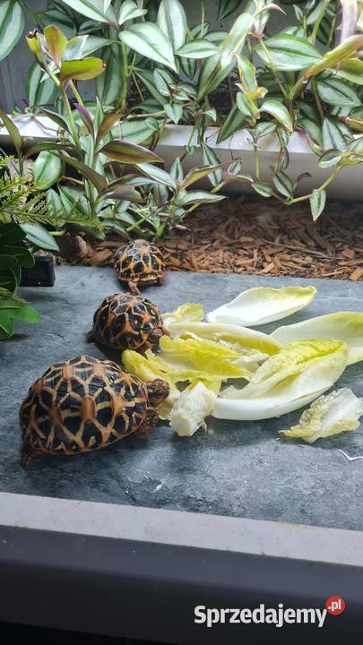 3 poziome terrarium z 2 żółwiami Promienistymi i Białystok