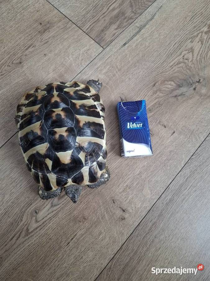 Żółw