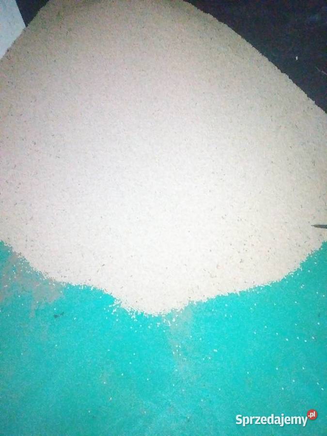 Łubin gorzki wąskolistny oskar Szczawin