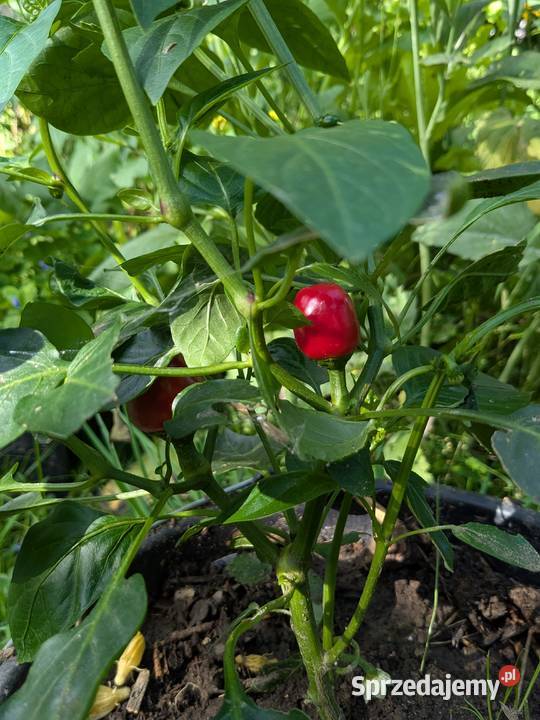 Papryka czereśniowa do faszerowania nasiona 2025 Kraków