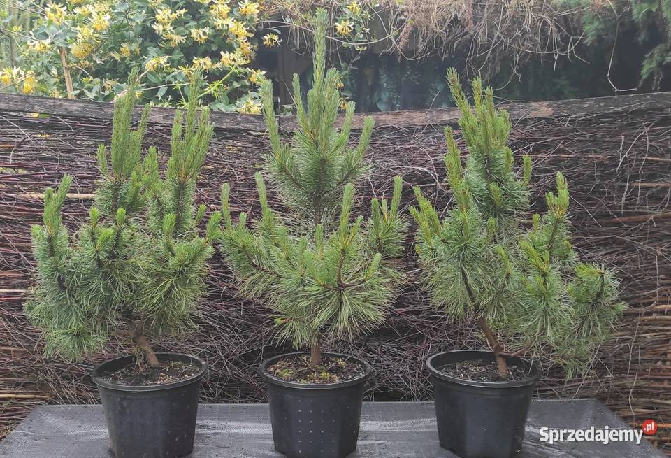 Sosna Czarna austriacka Jasieniec