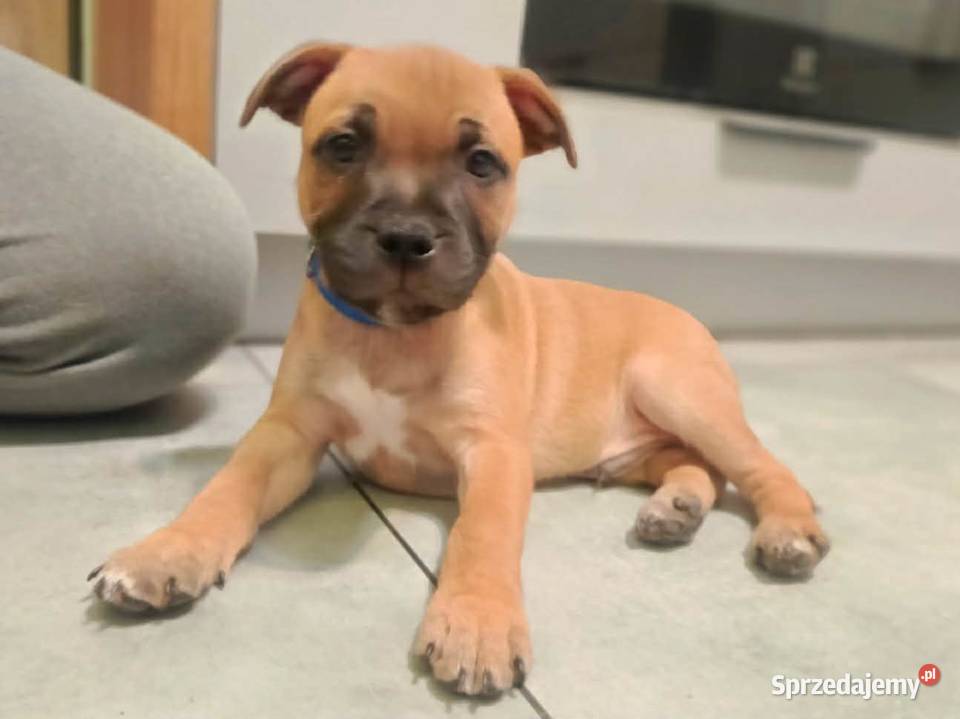 Staffik Staffordshire Bull terrier łódzkie Łódź sprzedam
