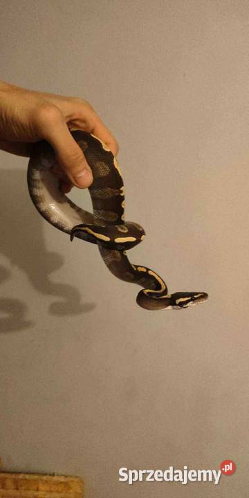 Python regius samiec Wołów