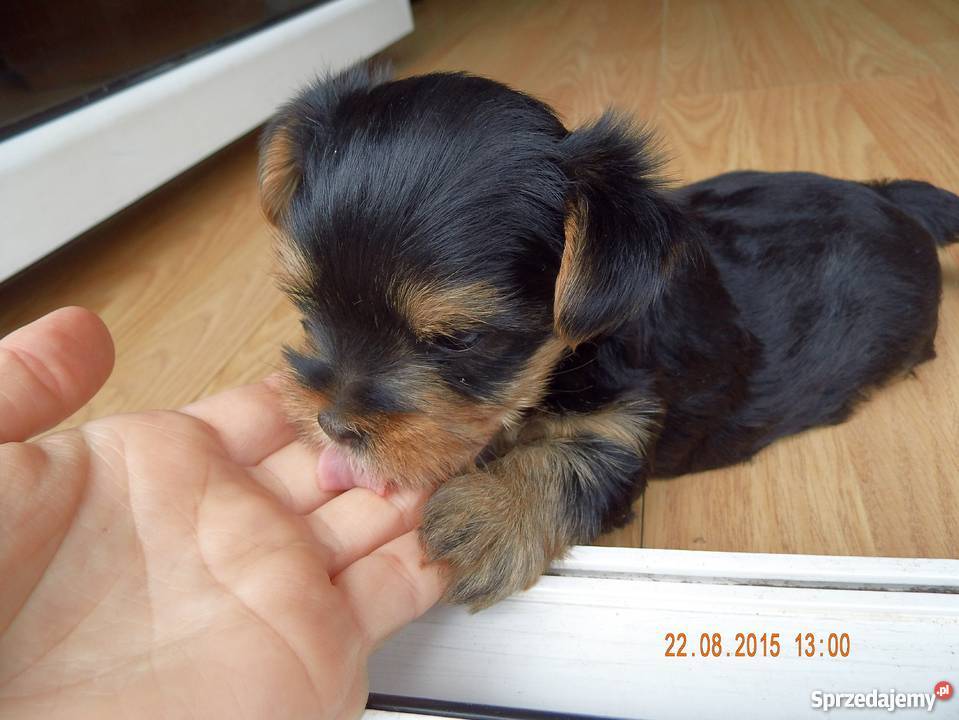 szczeniaki Yorki Sanok sprzedam