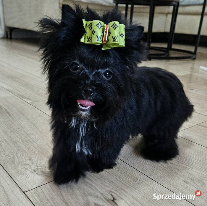 Piękna CZARNA Suczka York nie wybarwi się Wrocław sprzedam