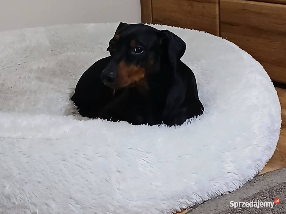 PINCZER ŚREDNI NIEMIECKI ZAPOWIEDŹ REZERWACJA Pozostałe