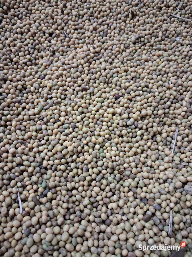 Soja Graf zbiór 2025 opolskie Bielice