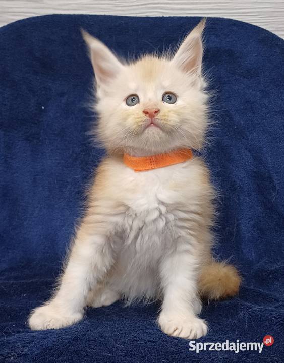 Maine Coon kocurek rodowód Fpl Olkusz
