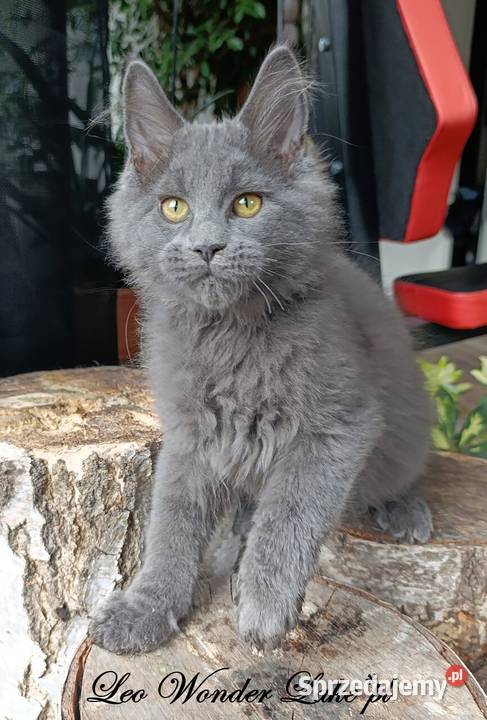 Niebieski Maine Coon FPL Gdańsk