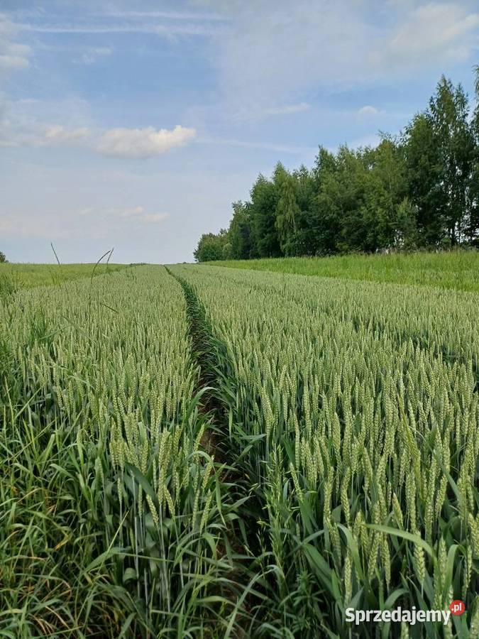 Przyjme pole w dzierżawę