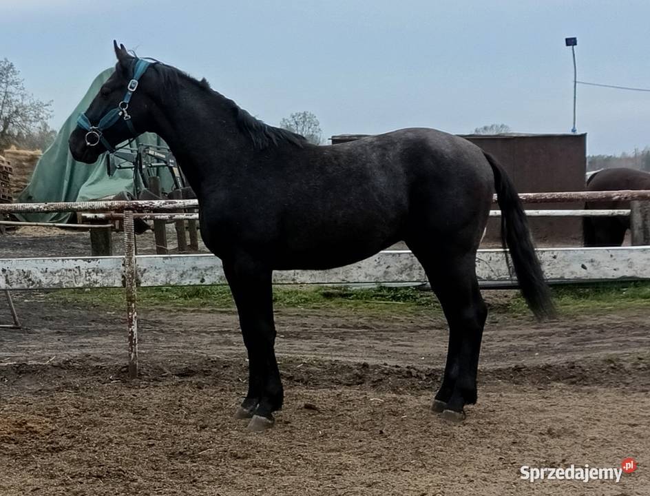 Siwy ogier SP Konie wielkopolskie sprzedam