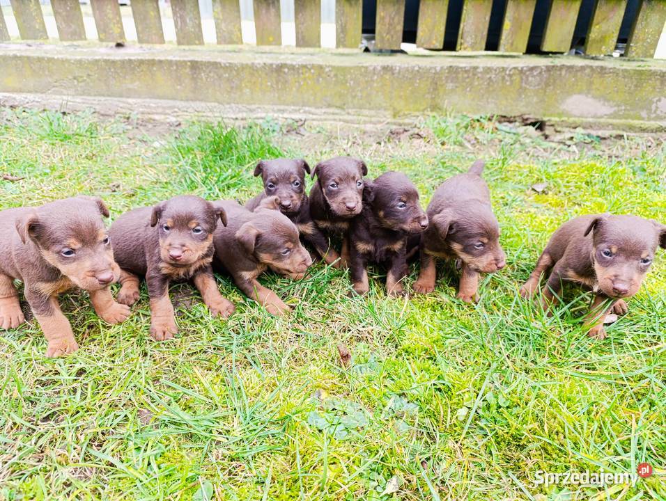 Terrier niemiecki czekoladowy szczenięta Sokołów Podlaski sprzedam
