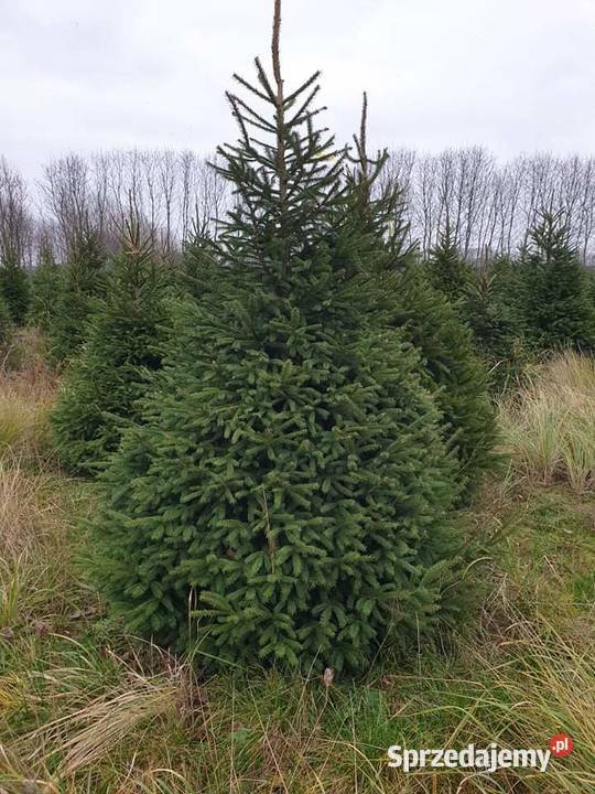 Hurt Jodła Kaukaska klasa Premium Środa Wielkopolska
