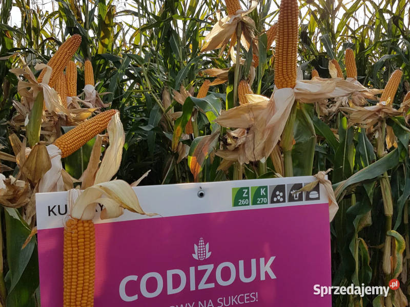 Materiał siewny kwalifikowany kukurydza IGP wielkopolskie