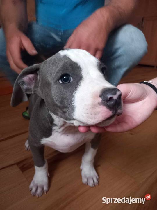 Amstaff American Staffordshire Terrier blue lubelskie Załawcze sprzedam