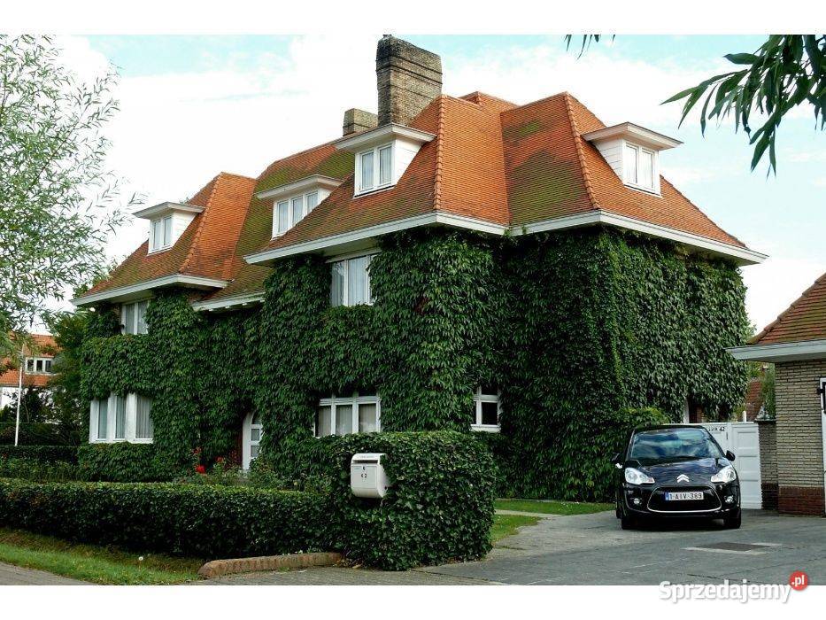 Bluszcz pospolity Hedera helix 3050 donica 05 l