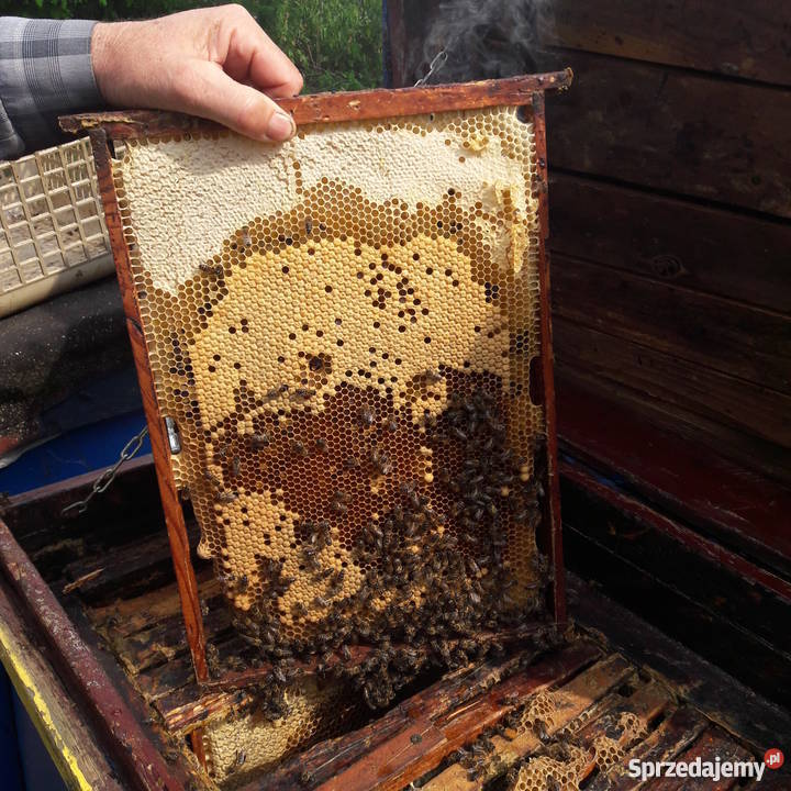 Ule z pszczołami Warszawskie Poszerzane STAN