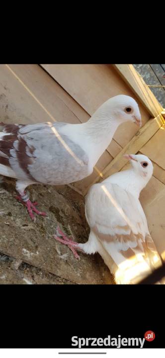 Gołębie śląskie tarczowe Ptaki Lubraniec sprzedam