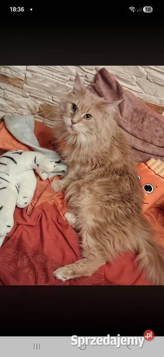 Maine coon kocica sprzedam