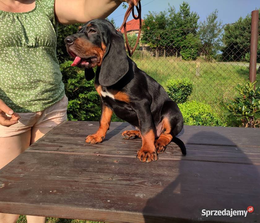 Szczenięta gończy polski zkwp FCI Tymbark