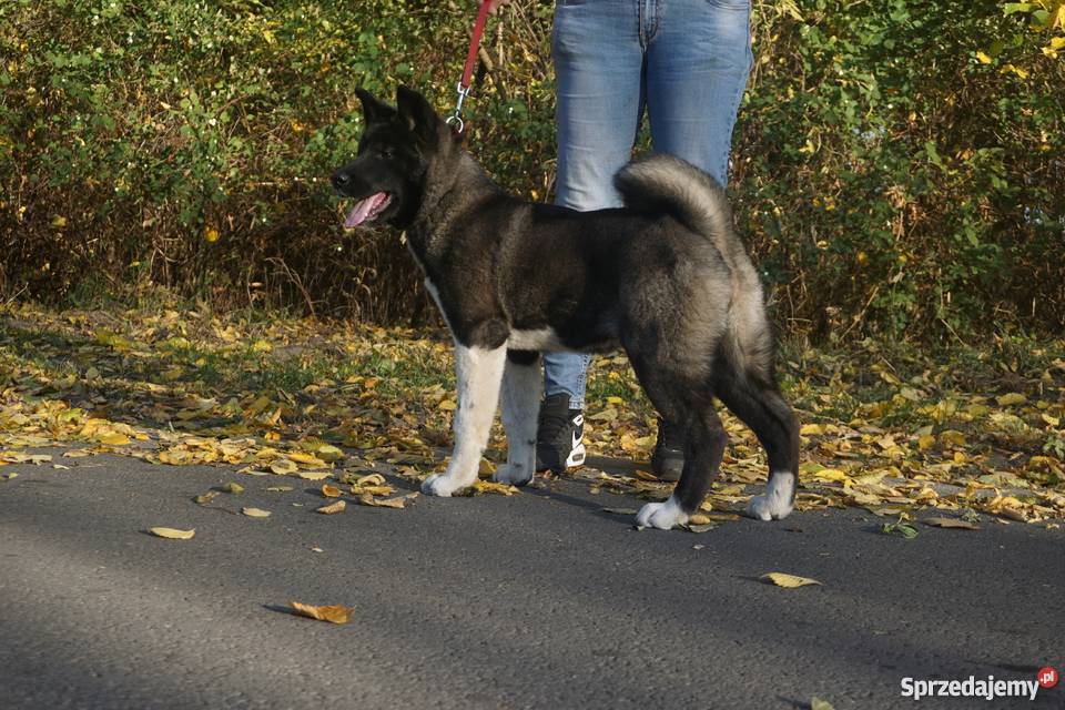 Akita Amerykańska sunie rodowodowe ZKwP FCI Akita Akita