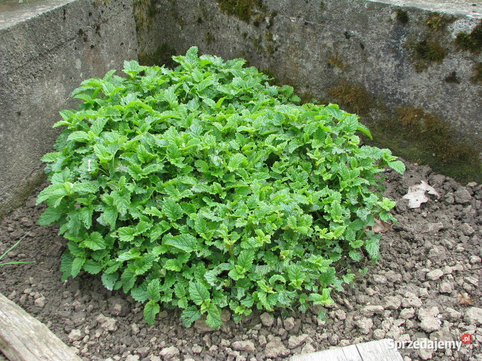 Oregano lebiodka melisa mięta lubczyk szczaw Brzegi