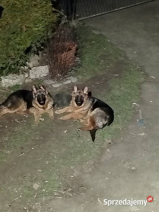 Szczeniaki owczarka niemieckiego małopolskie Rędziny-Borek sprzedam