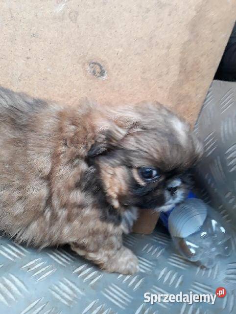 Pekińczyk Miniaturka sprzedam
