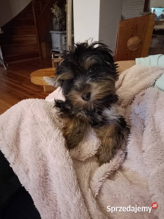 Sprzedam York shire Terrier Tanowo sprzedam