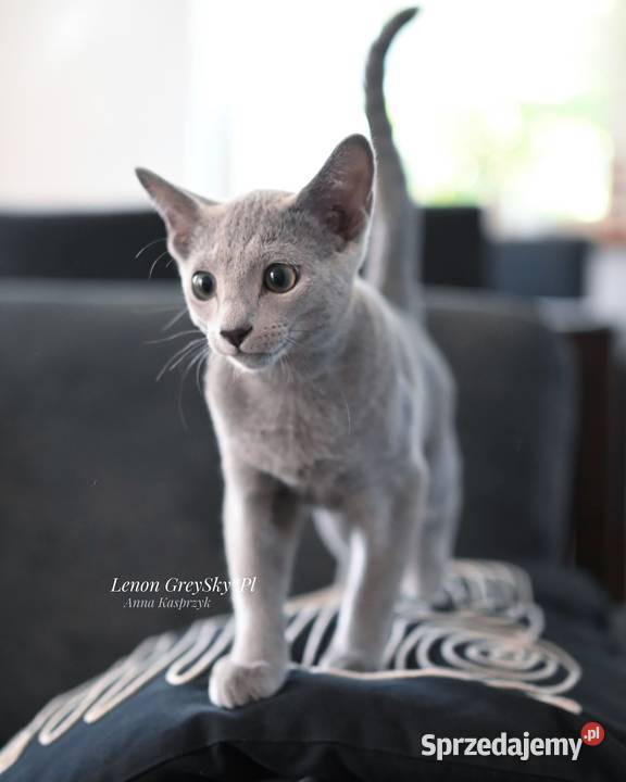 Kocurek Lenon Rosyjski Niebieski Rybnik