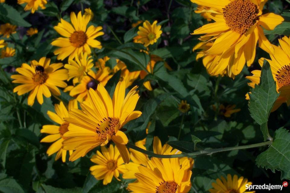 Rudbekia bylina Bydgoszcz