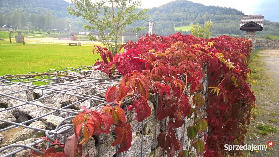 WINOBLUSZCZ pięciolistkowy dzikie wino BLUSZCZ Strzelin