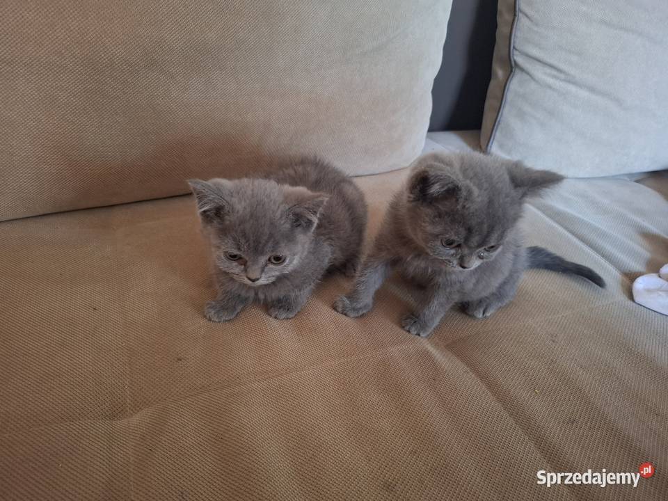 Kocurki brytyjskie kotki kocurki brytyjskie Kłodzko sprzedam