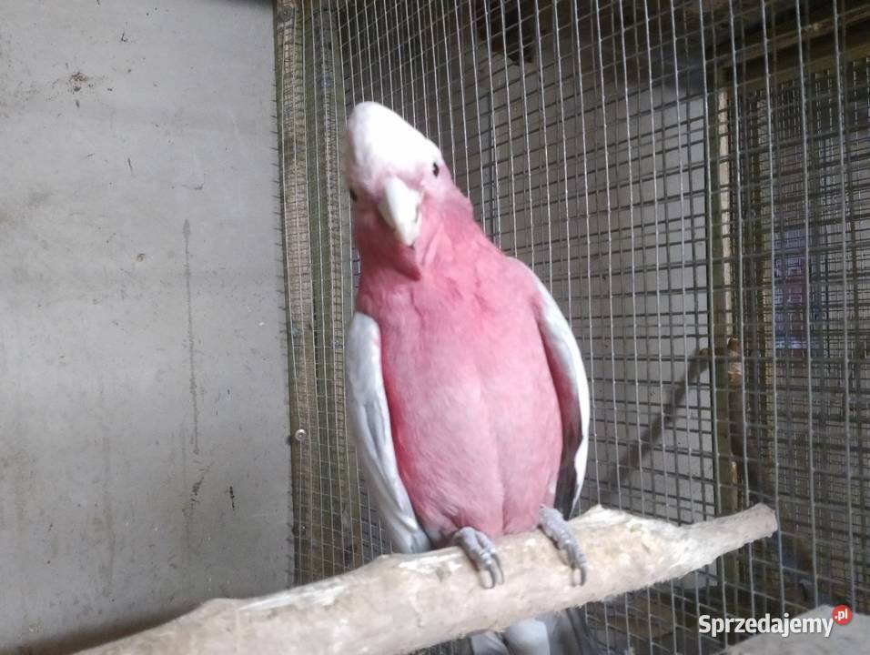 Sprzedam kakadu różowe Ptaki wielkopolskie Dubin