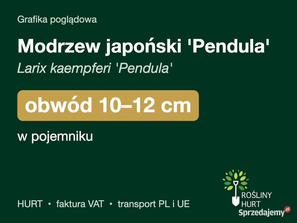Modrzew japoński Pendula obwód 1012 w pojemniku wielkopolskie