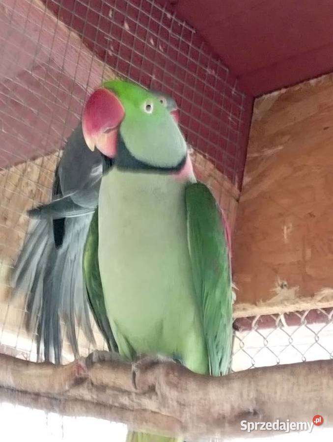 Aleksandretta wielka samiec oswojony Wrzesiny sprzedam