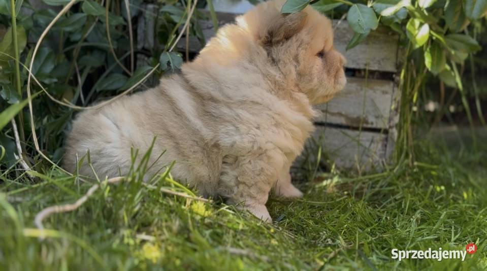 Suczka chow chow