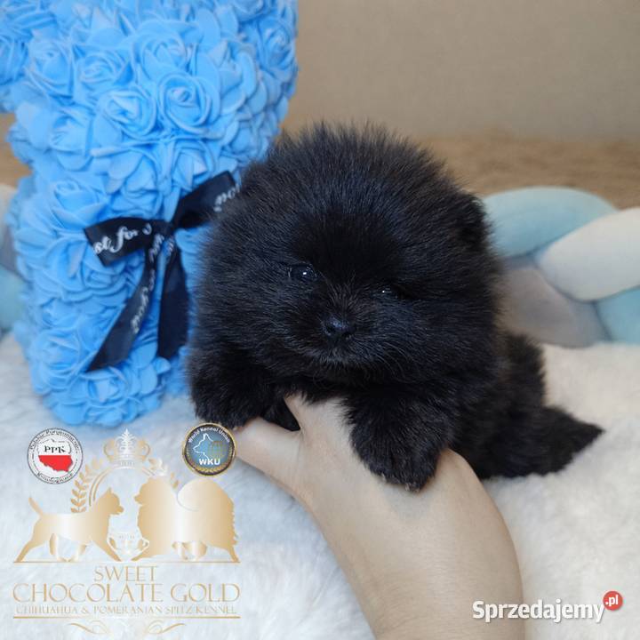 Szpic miniaturowy pomeranian mini czarny piesek