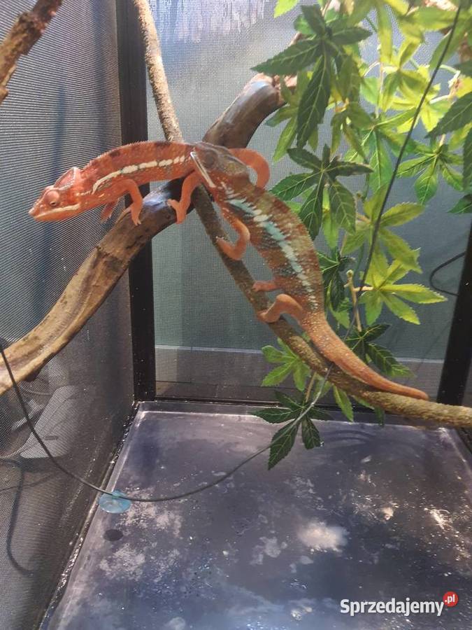 sprzedam kameleona lamparci