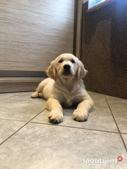 Golden Retriever szczenięta z rodowodem kujawsko-pomorskie