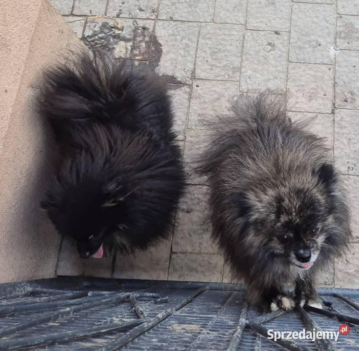 Suczka pomeranian 2 lata mazowieckie Radom