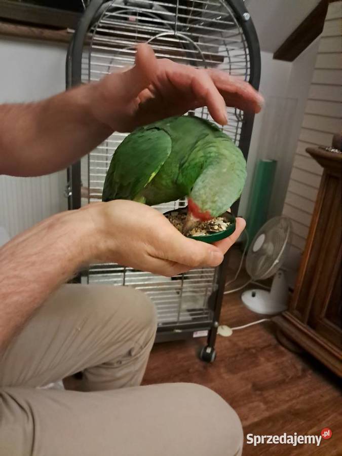 Papuga amazonka Bysław