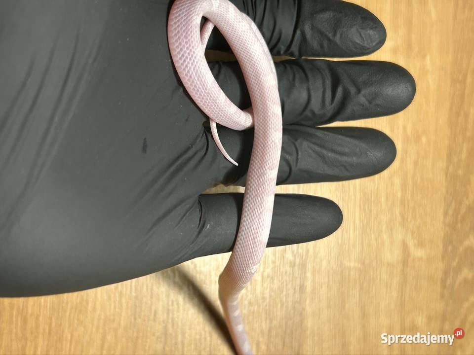 Wąż Zbożowy White sided snow Jaworzno