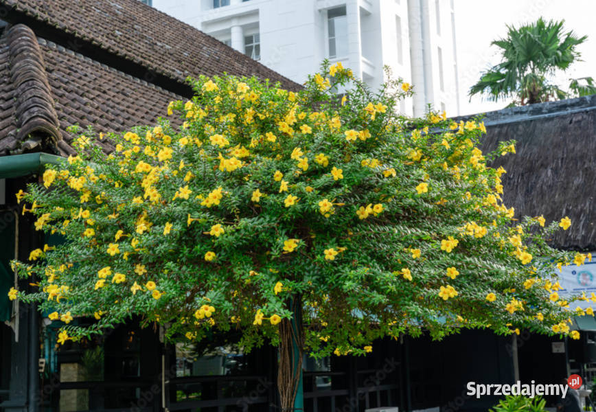 ALLAMANDRA PRZECZYSZCZAJĄCA Allamanda cathartica Nasiona Lubanie