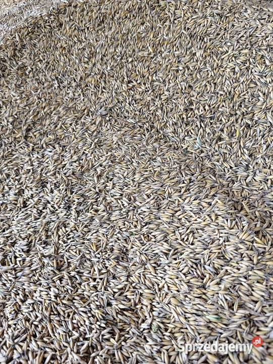 Owies jary 2025 Klecza Dolna