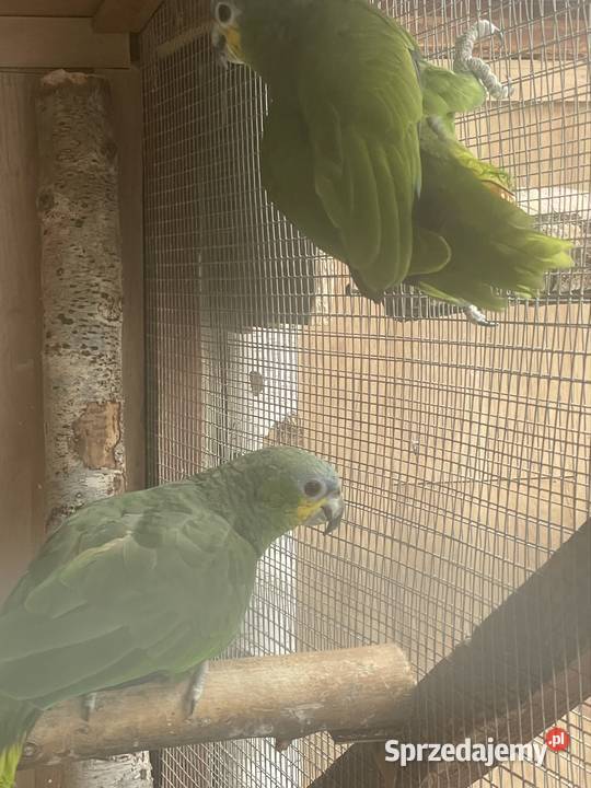 Amazonka Mordobrewna