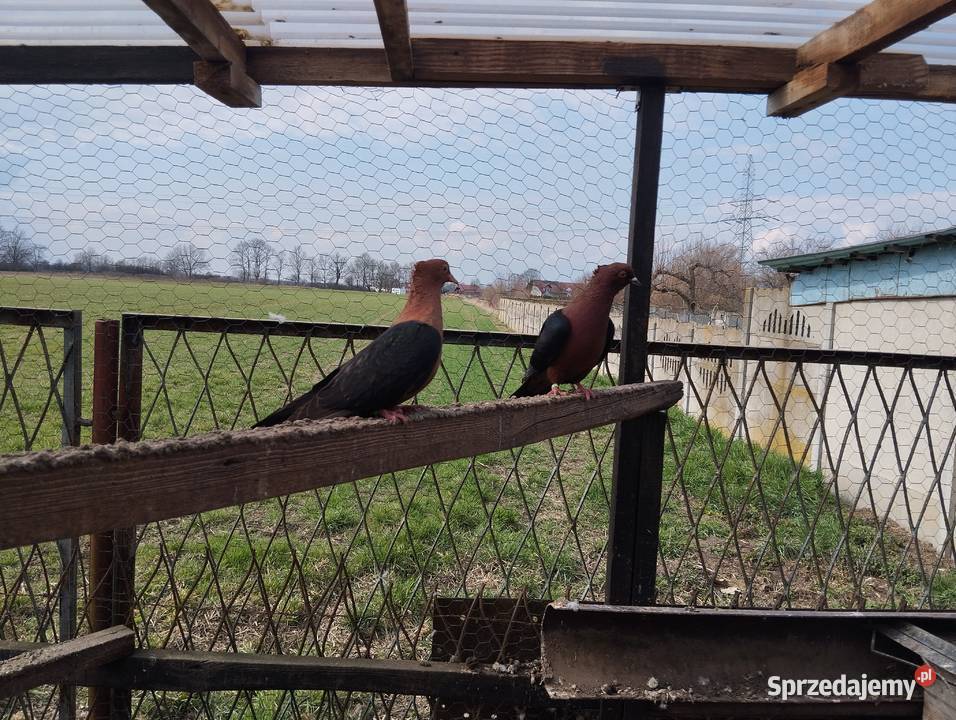 GILE miedzianesamiczki Głogów sprzedam