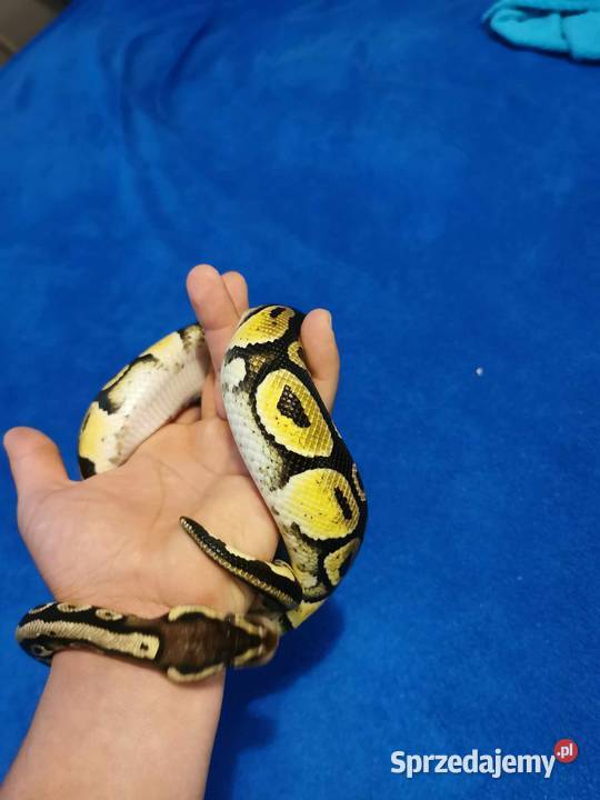 Pyton Królewski pastel samiec Słomniki