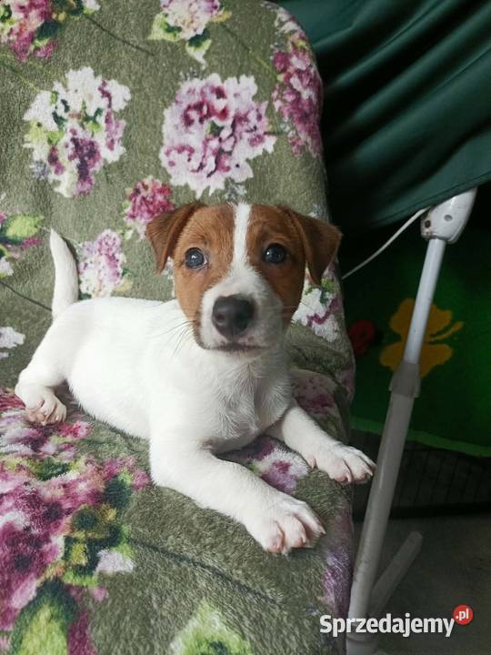 Wzorcowy Jack Russell terrier JRT doskonała